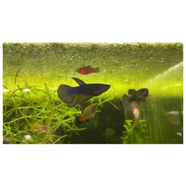 SU PERİSİ Lemna Minor / Su Mercimeği Su Üstü Bitkisi 20x10 - Görsel 2