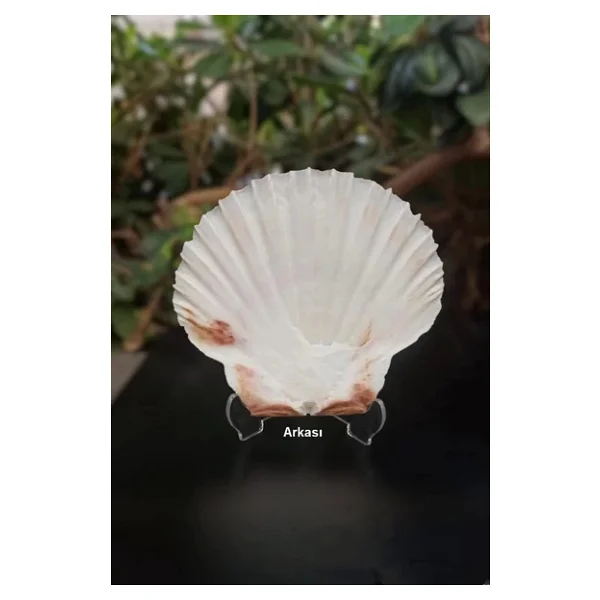 Scallop Shell Deniz Kabuğu Büyük Boy 6-SS - Görsel 4