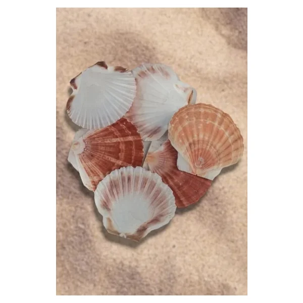 Scallop Shell Deniz Kabuğu Büyük Boy 6-SS - Görsel 5