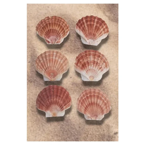 Scallop Shell Deniz Kabuğu Büyük Boy 6-SS - Görsel 3