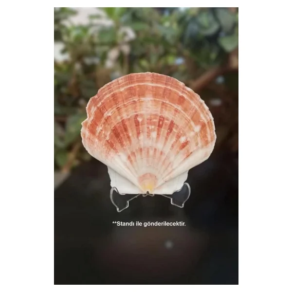Scallop Shell Deniz Kabuğu Büyük Boy 6-SS - Görsel 2