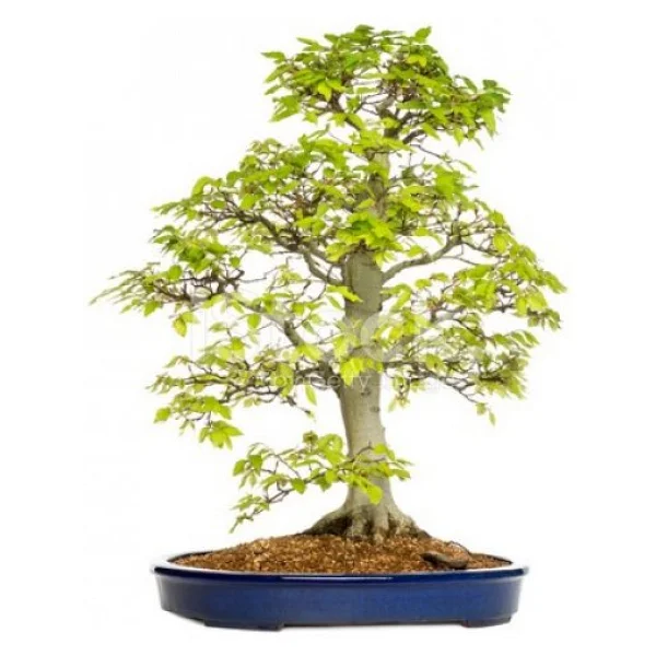 Bodur Bonsai Hambeles Ağacı Tohumu 5 Tohum +Saksı+Toprak+Hediye T - Görsel 3