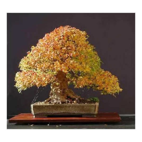 Bodur Bonsai Çınar Ağacı Tohumu 5 Tohum + Saksı + Toprak+Hediye T - Görsel 2