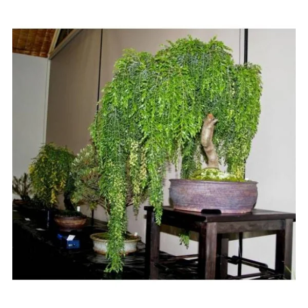Bodur Bonsai Kıbrıs Akasyası Tohumu 5 Tohum + Süpriz Bonsai Ağacı Tohumu - Görsel 2