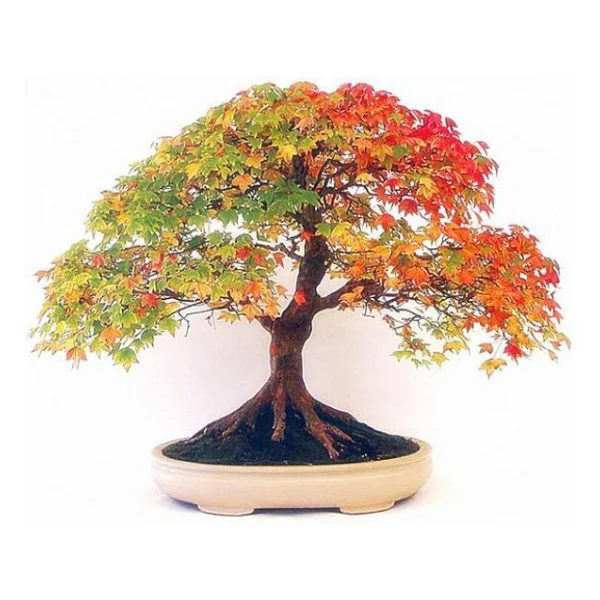 Bodur Bonsai Çınar Ağacı Tohumu 5 Tohum + Saksı + Toprak+Hediye T - Görsel 3