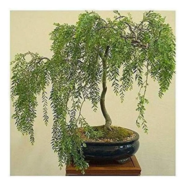 Bodur Bonsai Kıbrıs Akasyası Tohumu 5 Tohum + Süpriz Bonsai Ağacı Tohumu - Görsel 3