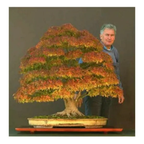 Bodur Bonsai Çınar Ağacı Tohumu 5 Tohum + Saksı + Toprak+Hediye T - Görsel 7