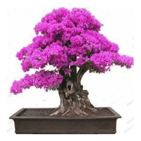 Bodur Bonsai Erguvan Ağacı Tohumu 100 Tohum +Hediye Tohum - Görsel 3