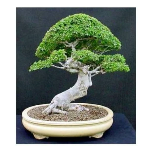 Bodur Bonsai Okaliptüs Ağacı Tohumu 5 Tohum+Saksı+Toprak+Hediye T - Görsel 2