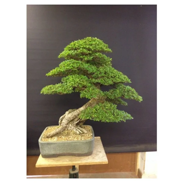 Bodur Bonsai Okaliptüs Ağacı Tohumu 5 Tohum+Saksı+Toprak+Hediye T - Görsel 3