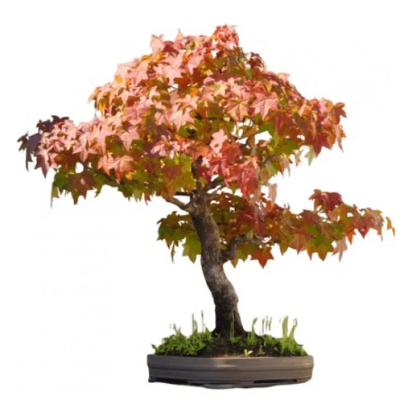 Çınar Bonzai Ağacı Tohumu 5 Tohum + Süpriz Hediye Bonsai Tohumu - Görsel 2