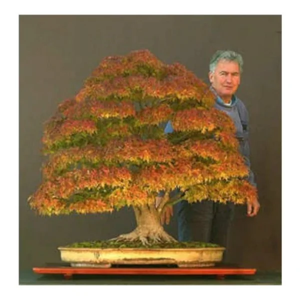 Çınar Bonzai Ağacı Tohumu 5 Tohum + Süpriz Hediye Bonsai Tohumu - Görsel 3