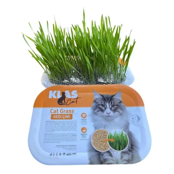 KorPet Kedi Çimi Tüy Yumağı Önleyici Fileli Kedi Çimi Organik - Görsel 3