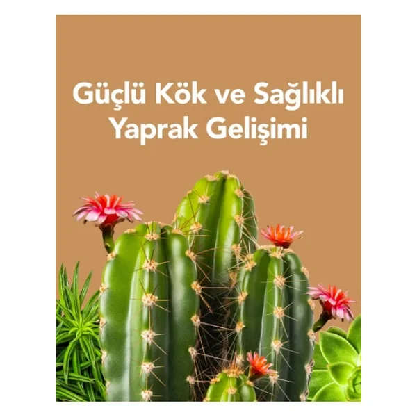 Petroturk Sukulent Sıvı Bitki Besini Kullanıma Hazır - Güçlü Kök Ve Sağlıklı Yapraklar - Görsel 6