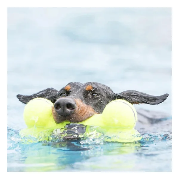 Kong Airdog Kemik Şeklinde Sesli Köpek Oyuncağı L - Görsel 4