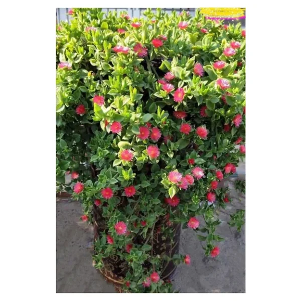 Buz Çiçeği Fidesi Aptenia Cordifolia 3 Adet 10-20 cm - Görsel 3