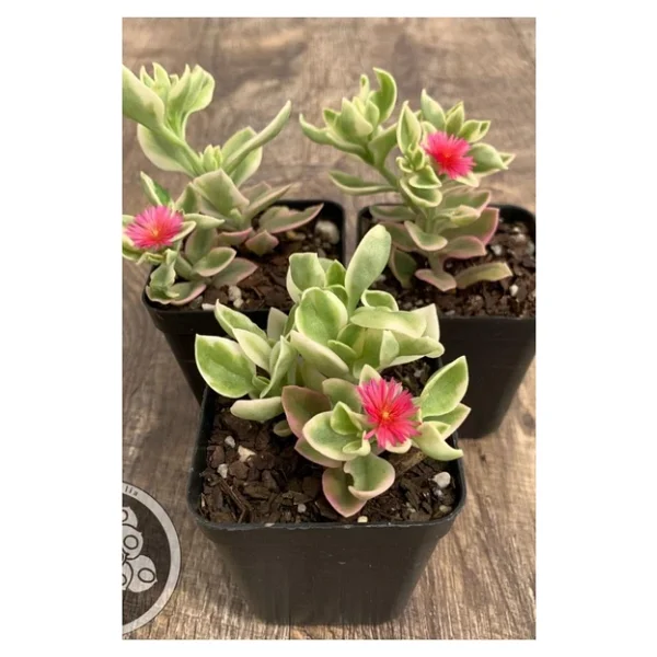 Buz Çiçeği Fidesi Aptenia Cordifolia 3 Adet 10-20 cm - Görsel 2