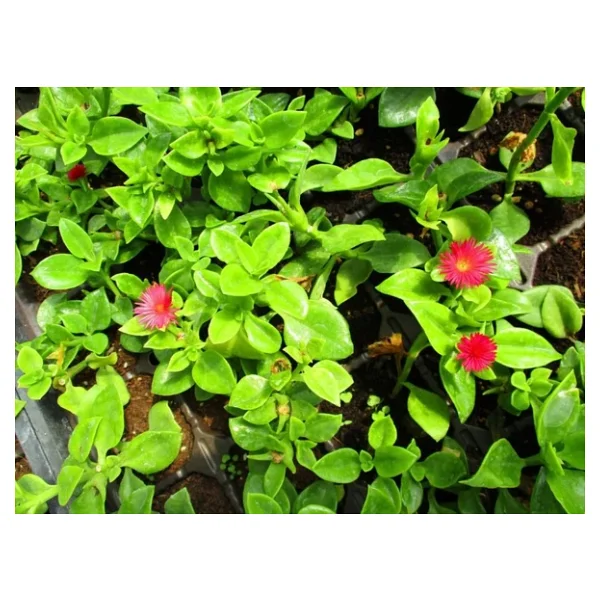 Buz Çiçeği Fidesi Aptenia Cordifolia 3 Adet 10-20 cm - Görsel 6
