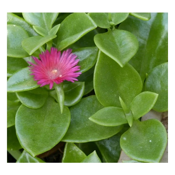 Buz Çiçeği Fidesi Aptenia Cordifolia 3 Adet 10-20 cm - Görsel 5