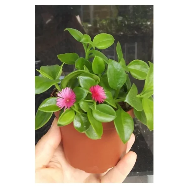 Buz Çiçeği Fidesi Aptenia Cordifolia 3 Adet 10-20 cm - Görsel 4