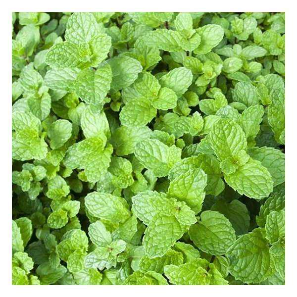 Bykurt Sunagri Nane Tohumu - Aromatik, Tıbbi Özellikli, Çok Yıllık, Kolay Yetiştirilir - Görsel 3