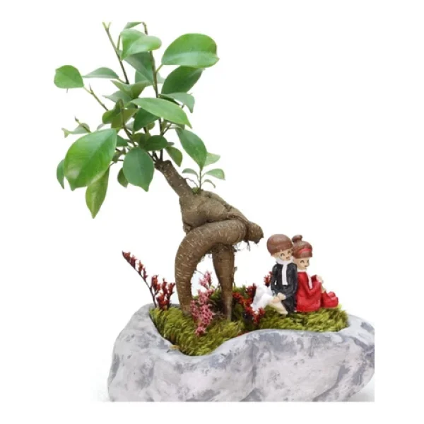 Pisagor Mini Ficus Bonsai Ve Sırt Sırta Sevgililer - Görsel 2