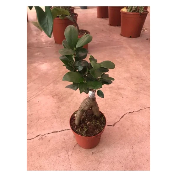 Bonsai Ficus Ginseng - Görsel 2