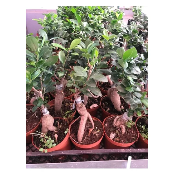Bonsai Ficus Ginseng - Görsel 3