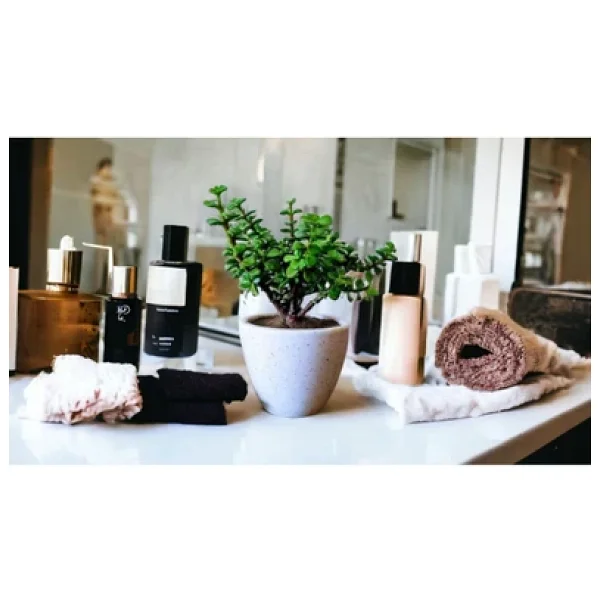 Bonsai Ağacı Afra Para Bitkisi - Görsel 2