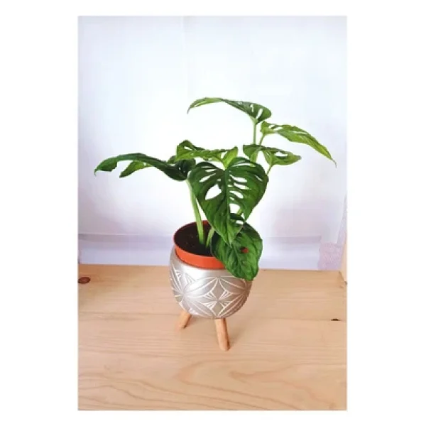 Monstera Adansonii Monkey - Görsel 2