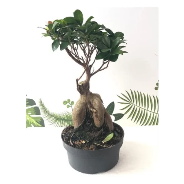 Ithal Bonsai Ficus Ginseng 1000Gr Gövde - Görsel 2