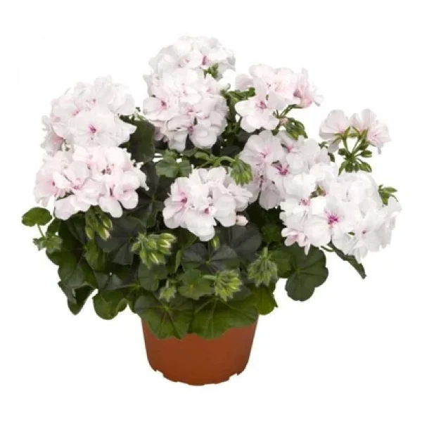 Beyaz Sardunya Fidesi Geranium Maverick White - Görsel 2