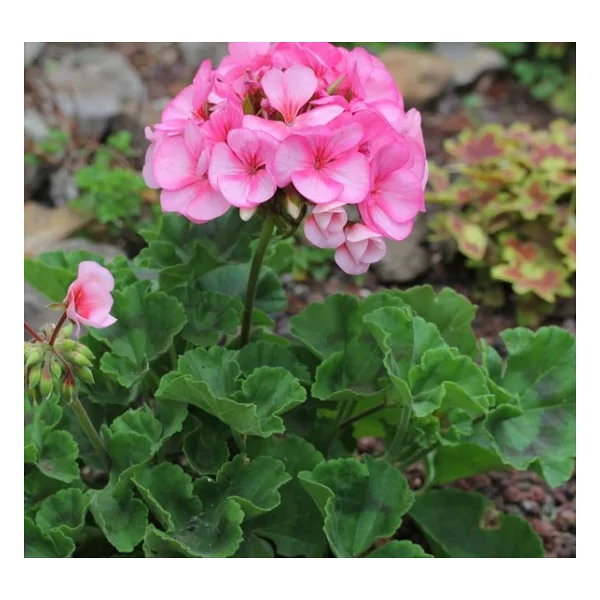 Canlı Saksılı Sardunya Çiçeği Fidanı Pembe 10-20 Cm - Görsel 3