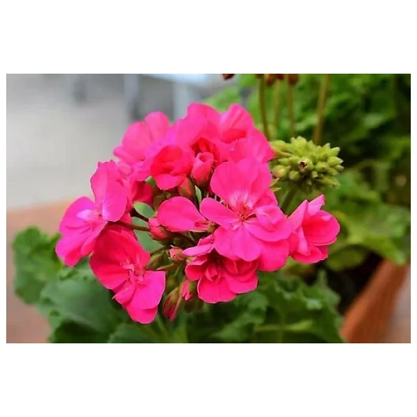 Canlı Saksılı Sardunya Çiçeği Fidanı Pembe 10-20 Cm - Görsel 5