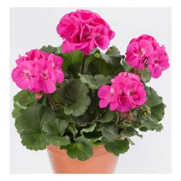 Canlı Saksılı Sardunya Çiçeği Fidanı Pembe 10-20 Cm - Görsel 2