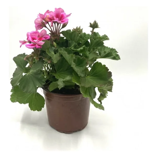 Canlı Saksılı Sardunya Çiçeği Fidanı Pembe 10-20 Cm - Görsel 4