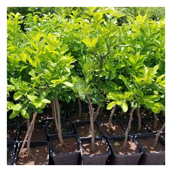 7 Yaş Aşılı Yediveren Limon Fidanı, Saksıda - Görsel 3
