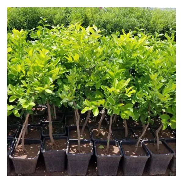 7 Yaş Aşılı Yediveren Limon Fidanı, Saksıda - Görsel 4