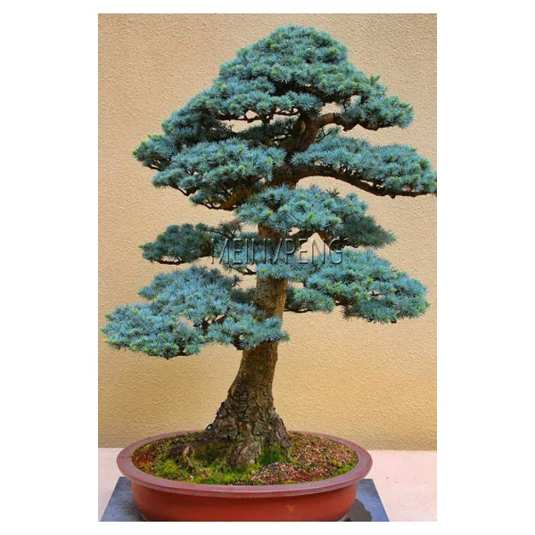Bodur Mavi Selvi Bonzai Ağacı Tohumu 5 Adet Bonsai Ağacı Tohumu - Görsel 2