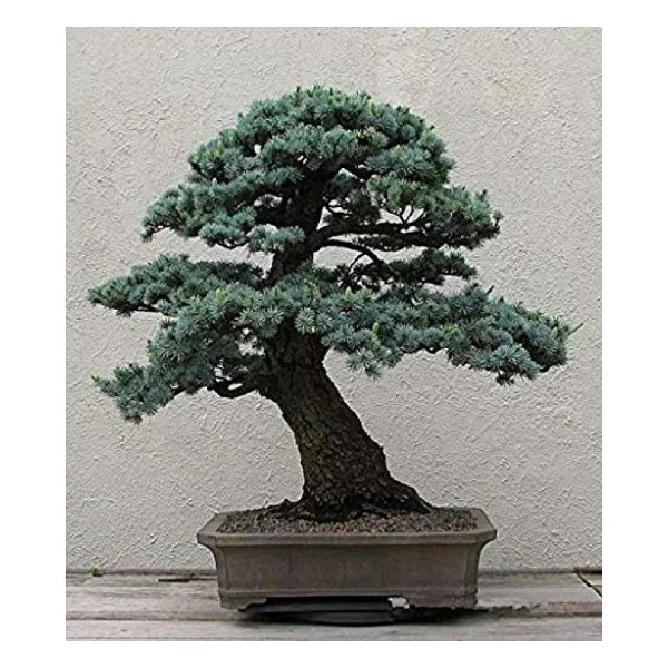 Bodur Mavi Selvi Bonzai Ağacı Tohumu 5 Adet Bonsai Ağacı Tohumu - Görsel 3