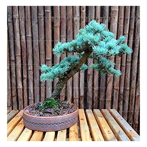 Bodur Mavi Selvi Bonzai Ağacı Tohumu 5 Adet Bonsai Ağacı Tohumu - Görsel 4