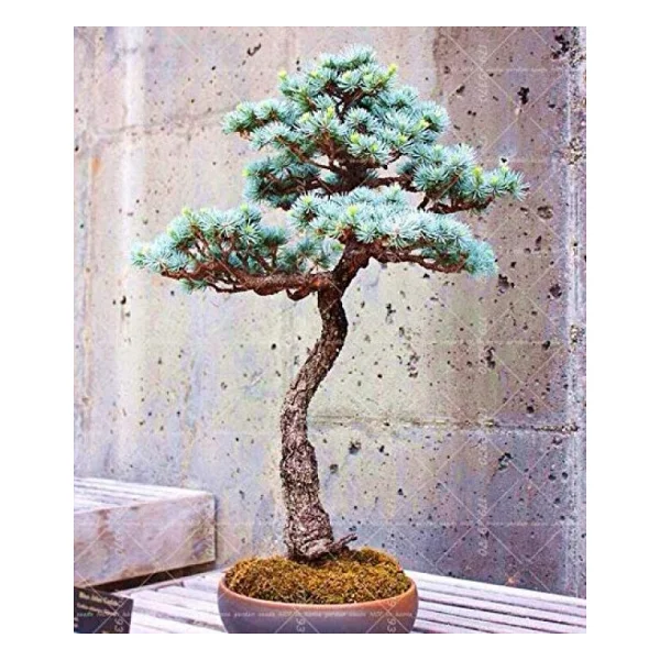 Bodur Mavi Selvi Bonzai Ağacı Tohumu 5 Adet Bonsai Ağacı Tohumu - Görsel 5