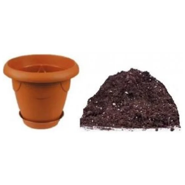 İthal Bodur Kırmızı Gül Bonsai AğacıTohumu Ekim Seti - Görsel 4
