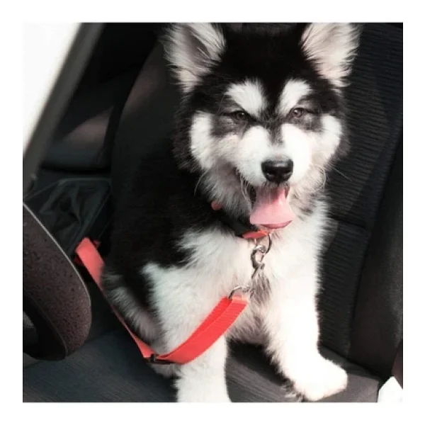 Baffhome Evcil Hayvan Araç Emniyet Kemeri Kedi Köpek Araba Oto Tasması Oto Aksesuarı Kedi Köpek Emniyet Kemer - Görsel 5