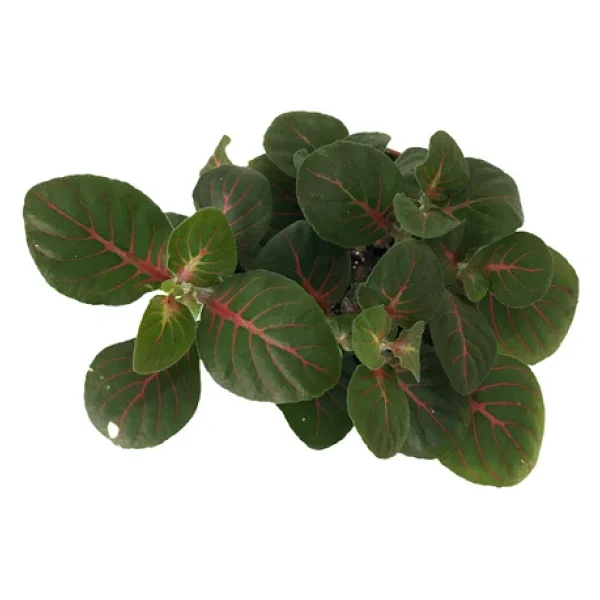 Fittonia - Kırmızı Yeşil (Fitonya Çiçeği) - Görsel 2
