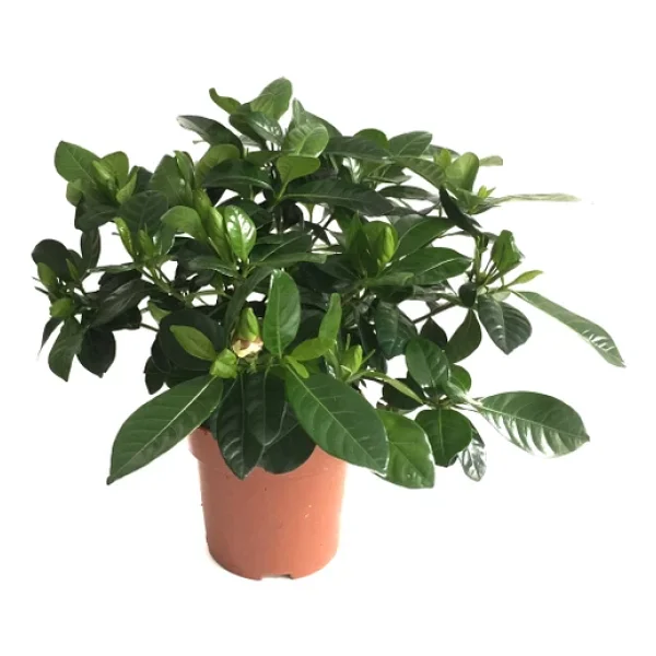 Gardenia Jasminoides Gardenya Çiçeği - Görsel 2