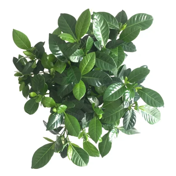Gardenia Jasminoides Gardenya Çiçeği - Görsel 3