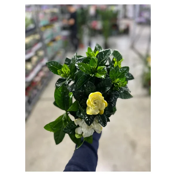 Gardenia Jasminoides Gardenya Çiçeği - Görsel 4