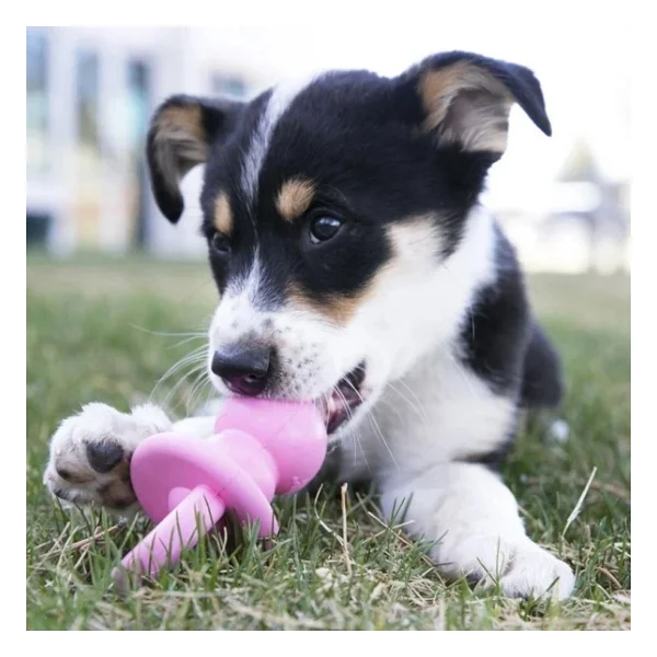 Kong Puppy Binkie Tutma Yeri Olan Yavru Köpek Oyuncağı M - Görsel 4