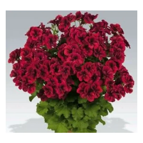 Koyu Kırmızı Sardunya Çiçeği Fidanı 10-20 Cm - Görsel 4